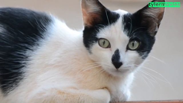 КТО ТАКОЙ СТРЕМНЫЙ ОБЗОР ? ИСТОРИЯ УСПЕХА