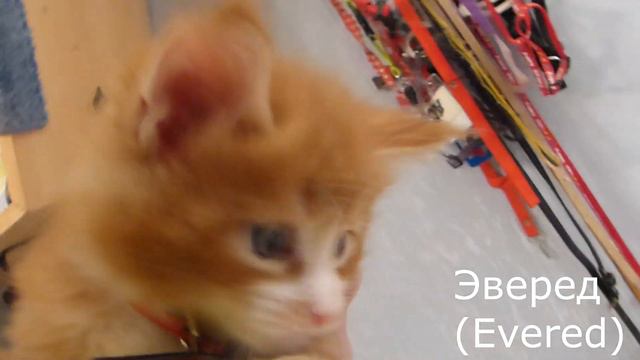 Котята. 27октября2019 смотреть онлайн