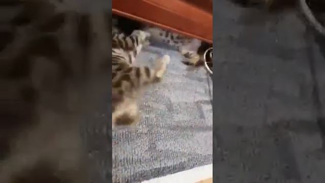 бенгалы голубой дым смотреть онлайн