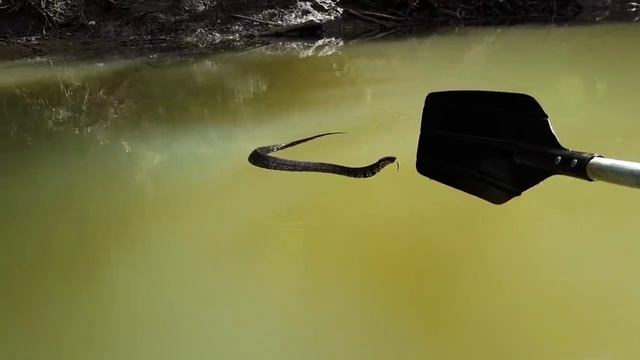 A Very Curious Cottonmouth смотреть онлайн