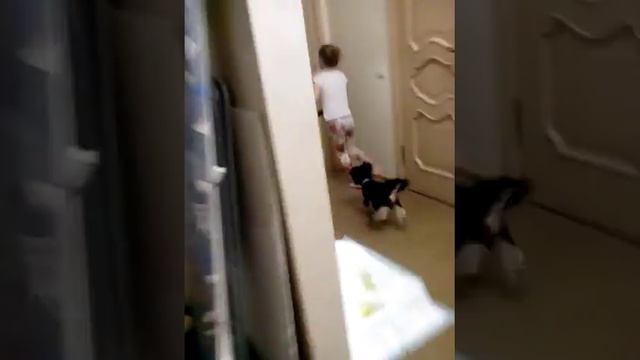 Бешеные гонки собаки 🐶🐶😃😃😊😊 смотреть онлайн