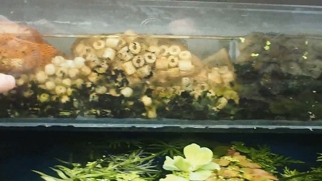 Самодельный внешний фильтр для аквариума на 300 л. смотреть онлайн