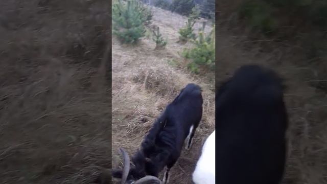 Как узнать сукозна коза или нет... смотреть онлайн