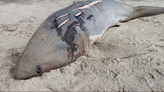 Thresher shark washes ashore in southwest Washington смотреть онлайн