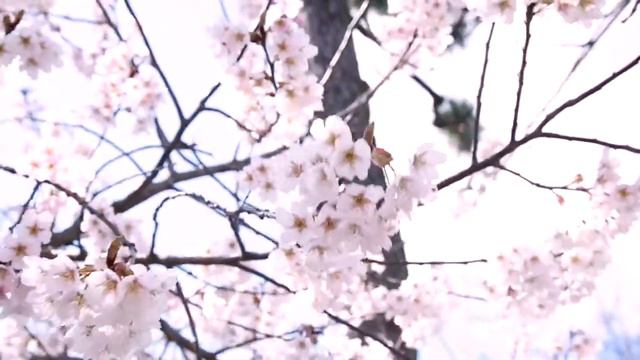 Relaxing Music,Stress Relief Music,Sleep Music,Meditation Music. смотреть онлайн