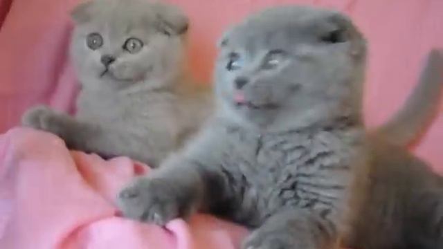 Два шотландских вислоухих медвежонка смотреть онлайн