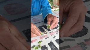 Выращивание ирисов из семян