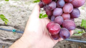 Виноград Содружество: результати сезону