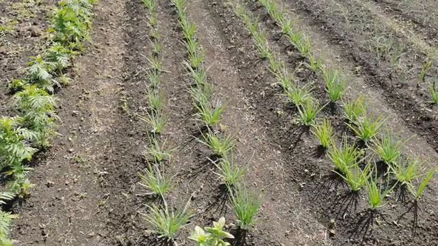 Мой огород из клубники и цветов