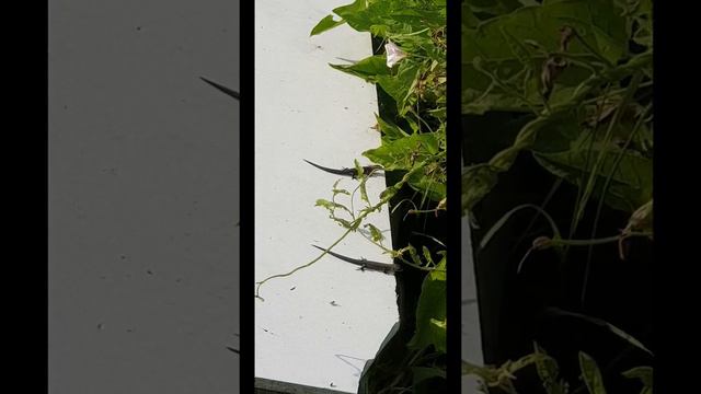 Лабрадоры дружат с ящерицами