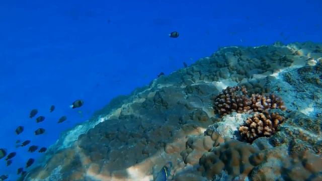 "Благодарность". 1 августа. Мелоди Битти. Ежедневник для созависимых. смотреть онлайн