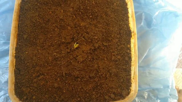 How to Grow Rambutan Tree from Seed / Rambutan Tree growing / Beautiful Rambutan fruit grow in home смотреть онлайн