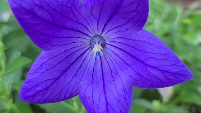 PLATYCODON GRANDIFLORUS | BALLOON FLOWER смотреть онлайн