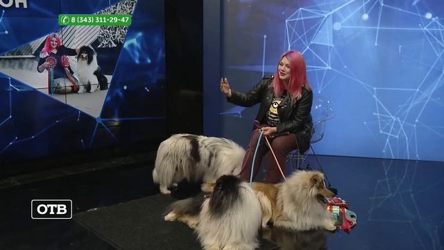 Колли – чемпион мира смотреть онлайн