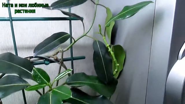 Перестановка растений на одной из полок : в чём причина ? // Новая загадка о растениях смотреть онлайн