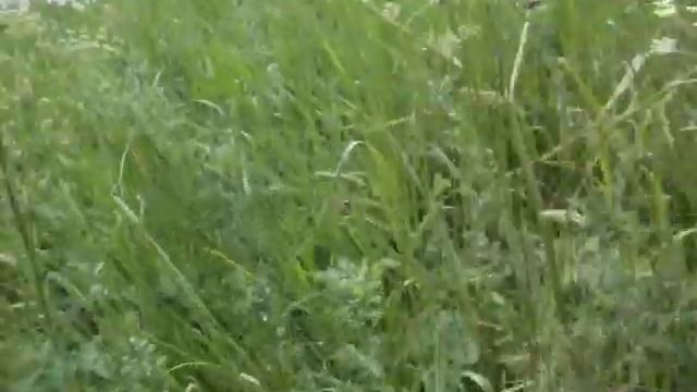 Пчела на дягиле Сибирском смотреть онлайн