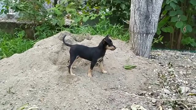 Крысарик продолжает рыть