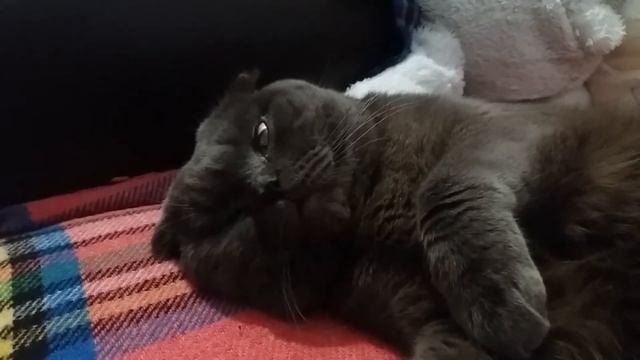 Кот играет на гитаре во сне!!! смотреть онлайн