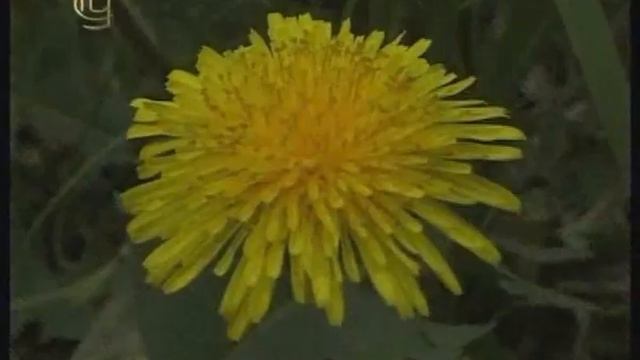 Отдел покрытосеменные. Семейство сложноцветных. Многообразие растений семейства сложноцветных смотреть онлайн