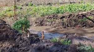 Пруд на участке своими руками. Как выкопать пруд самому? Декоративный пруд