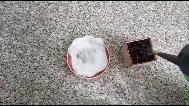 Как вырастить кедр смотреть онлайн