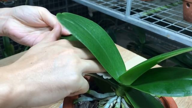 Put 1 Piece In The Root! Suddenly Orchids Bloom All Year Round Non-Stop смотреть онлайн