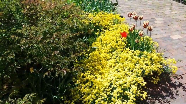 Алиссум скальный желтый ковер)