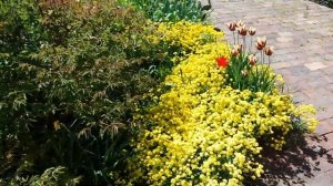 Алиссум скальный желтый ковер)