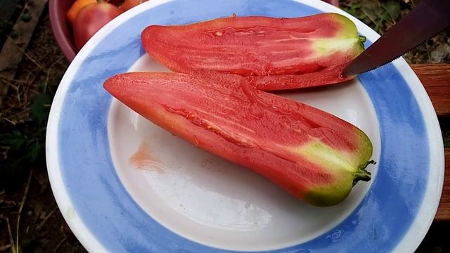 Обзор огорода/дегустация томатов и арбуза/план работ смотреть онлайн