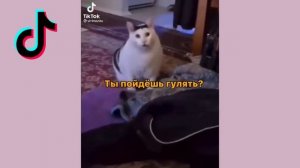 Кот Бендер.  Топ 10 мэмов тик ток где кот кивает и мяукает