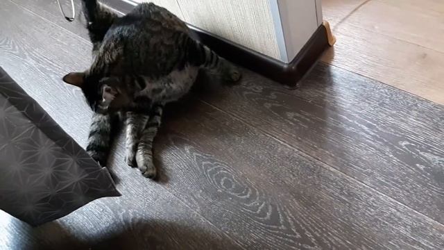 Кто такая Люся? " Кошка котися " смотреть онлайн