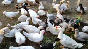 ОГРОМНОЕ ХОЗЯЙСТВО! САМЫЕ КРУПНЫЕ ГУСИ! ИНВАЛИД СРЕДИ ГУСЕЙ! РЕДКИЕ ПОРОДЫ ПТИЦ! ОБЗОР ХОЗЯЙСТВА!