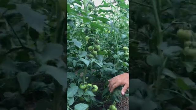 Обзор ТОМАТ GT-r1 смотреть онлайн