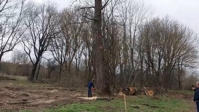 Заготовка дров - валка деревьев - удаление деревьев - валежник смотреть онлайн