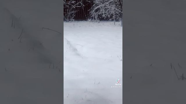 Зніми цю мить.. #чихуахуа #dog #ДосяЛана смотреть онлайн