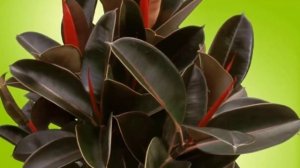 Куда поставить Фикус в доме? Приметы, суеверия и «магические свойства» Фикуса.