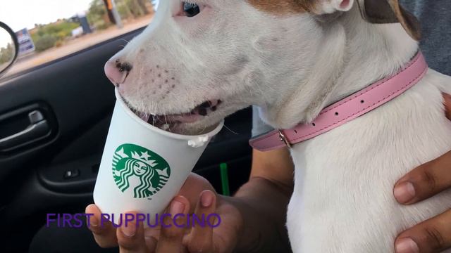 pitbull 6 weeks to 1 year смотреть онлайн