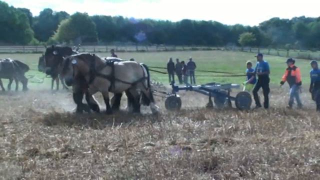 DETMOLD Starke Pferde 2009