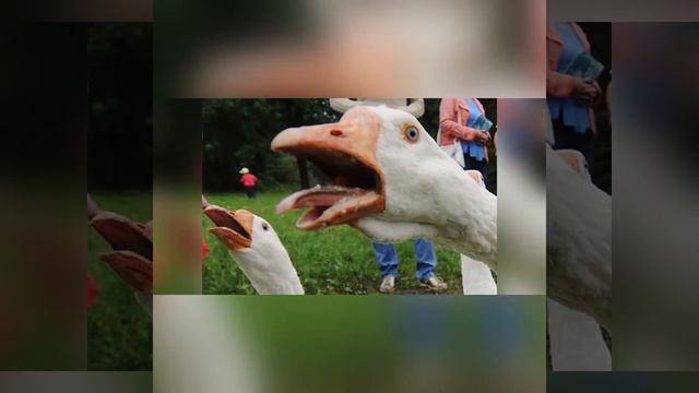 KOKOCHIKENG - Комнатный Гусь смотреть онлайн