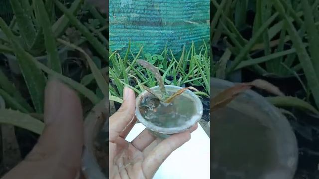 Beautiful Aloe Vera смотреть онлайн