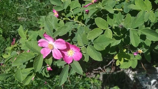 6 июня-ДЕНЬ КСЕНИИ ПЕТЕРБУРГСКОЙ. Очень сильная молитва.Что нельзя и что можно делать.Приметы смотреть онлайн