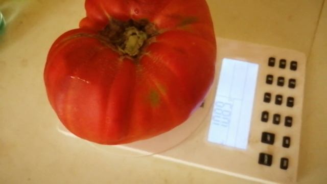 Взвешиваем огромный помидор сорта "Фантазия" смотреть онлайн