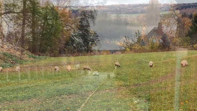 Цойленрода-Трибес, Германия. Ноябрь 2023 смотреть онлайн