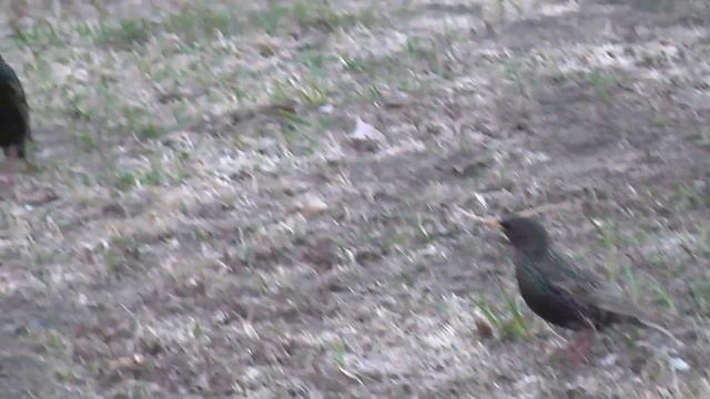 Голосистый скворец. Скворец поет сольную партию. Прикольное видео.Птицы Сибири. смотреть онлайн