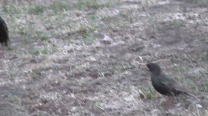 Голосистый скворец. Скворец поет сольную партию. Прикольное видео.Птицы Сибири.