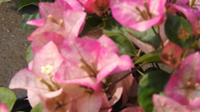 CHITRA CREAM BOUGAINVILLEA IN FULL BLOOMING#bougainvilleaflower #care #TIPS