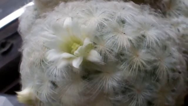 My Mammillaria Plumosa 'Feather Cactus' in tiny snow white flower Dec 2014 смотреть онлайн