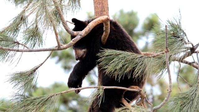 "Гладното меченце" муз. и текст Владимир Наумов смотреть онлайн