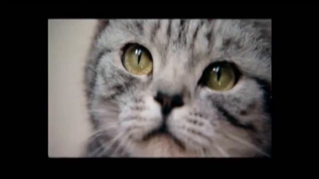 Таблица химических элементов с рекламой Вискас .wmv смотреть онлайн