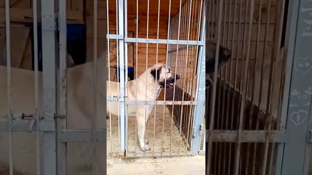 Собачья идилия смотреть онлайн